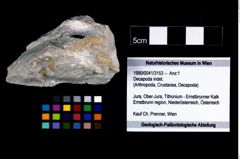 Foto (Objekt + Etikett) von Decapoda indet.  (NHMW-GEO-1990-0041-3153)